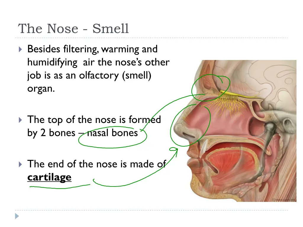 the nose smell