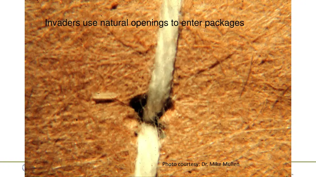 invaders use natural openings to enter packages