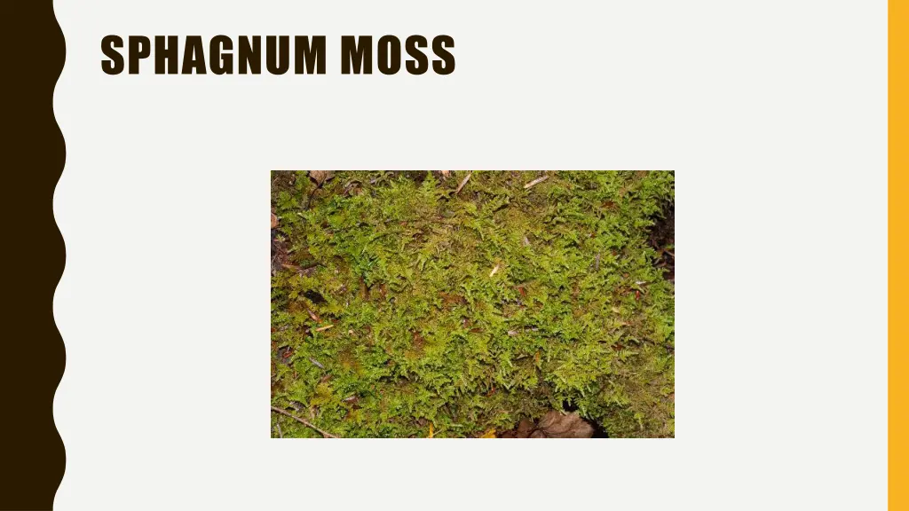 sphagnum moss