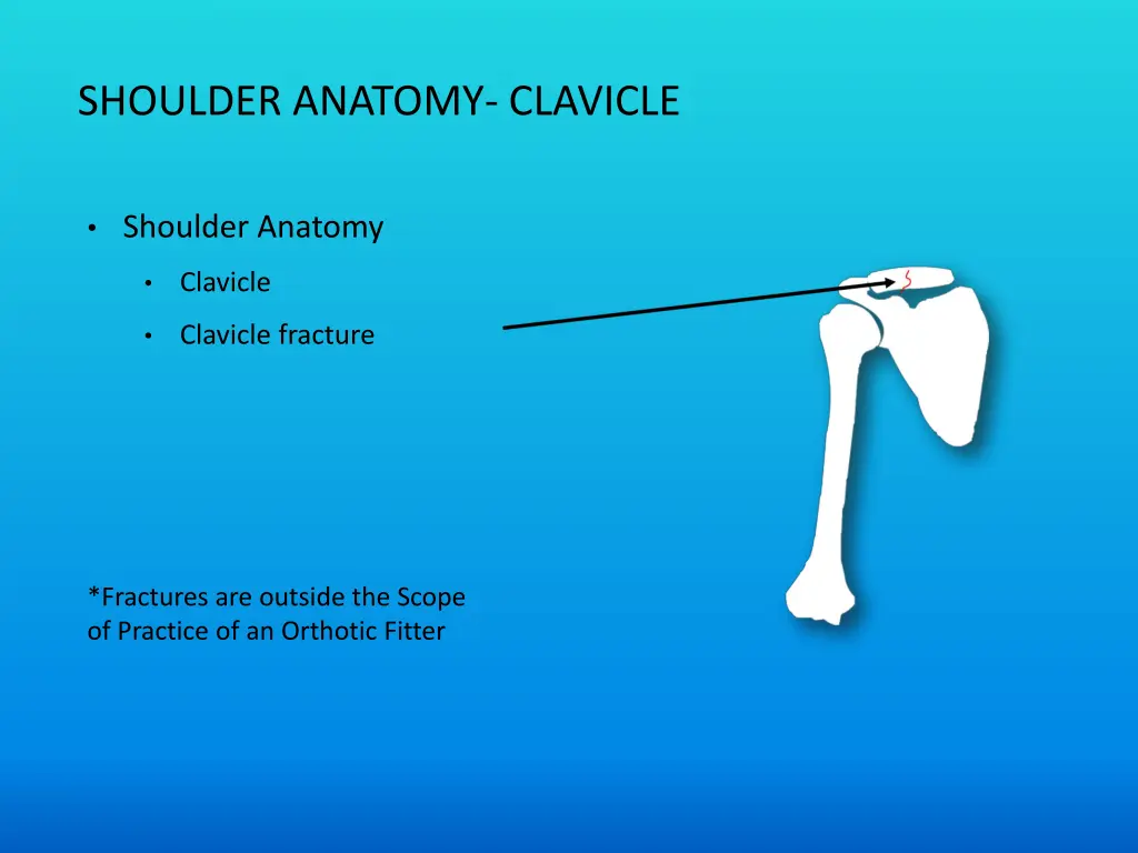 shoulder anatomy clavicle