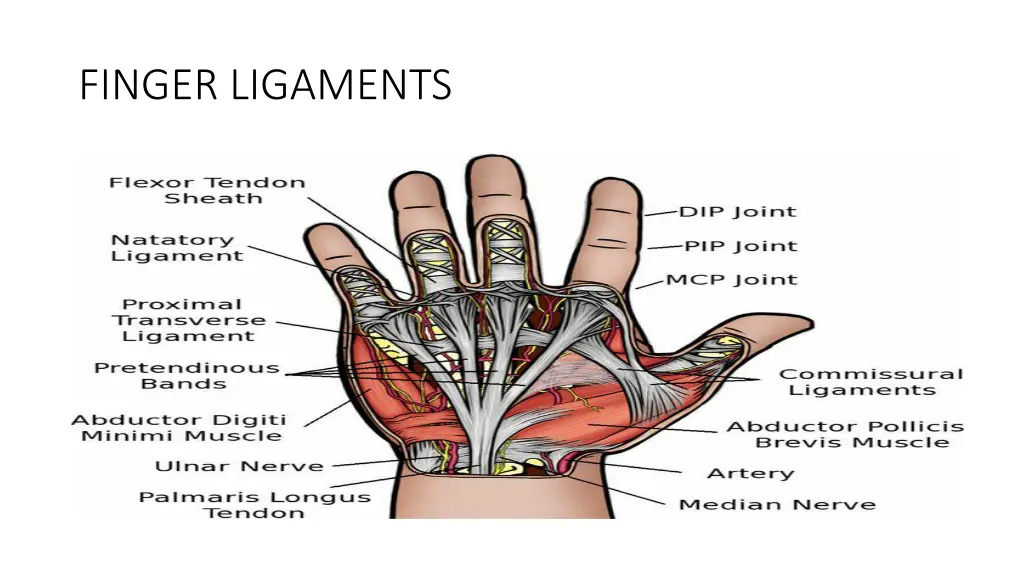 finger ligaments