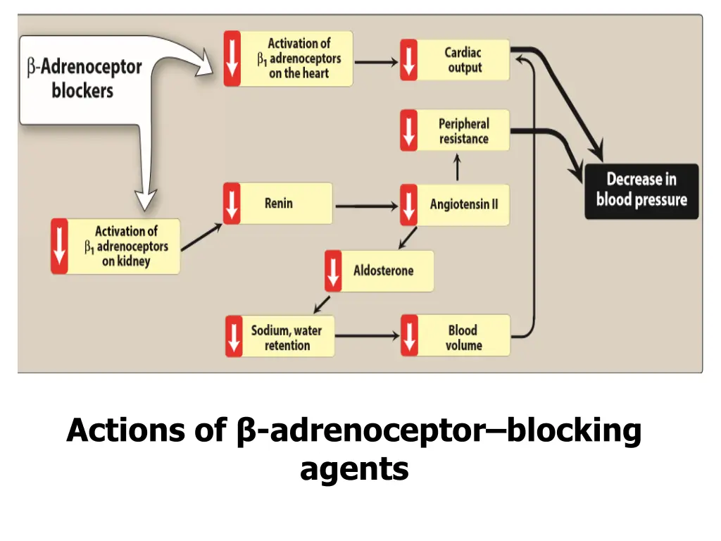 actions of adrenoceptor blocking agents