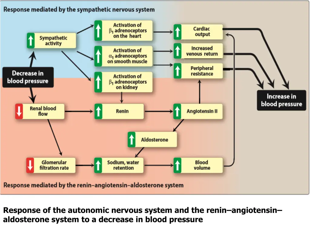 response of the autonomic nervous system