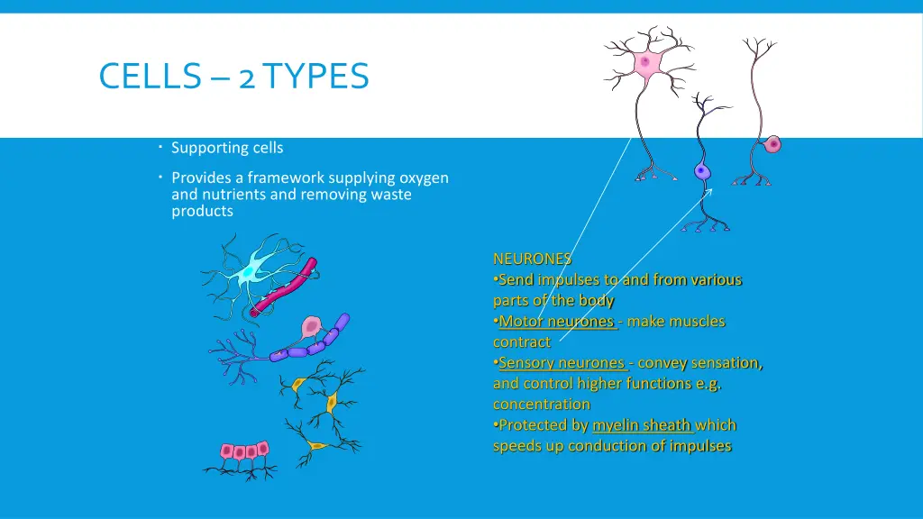 cells 2 types