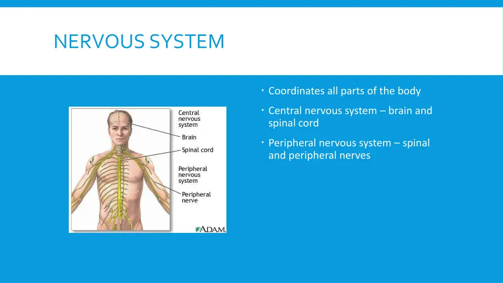 nervous system