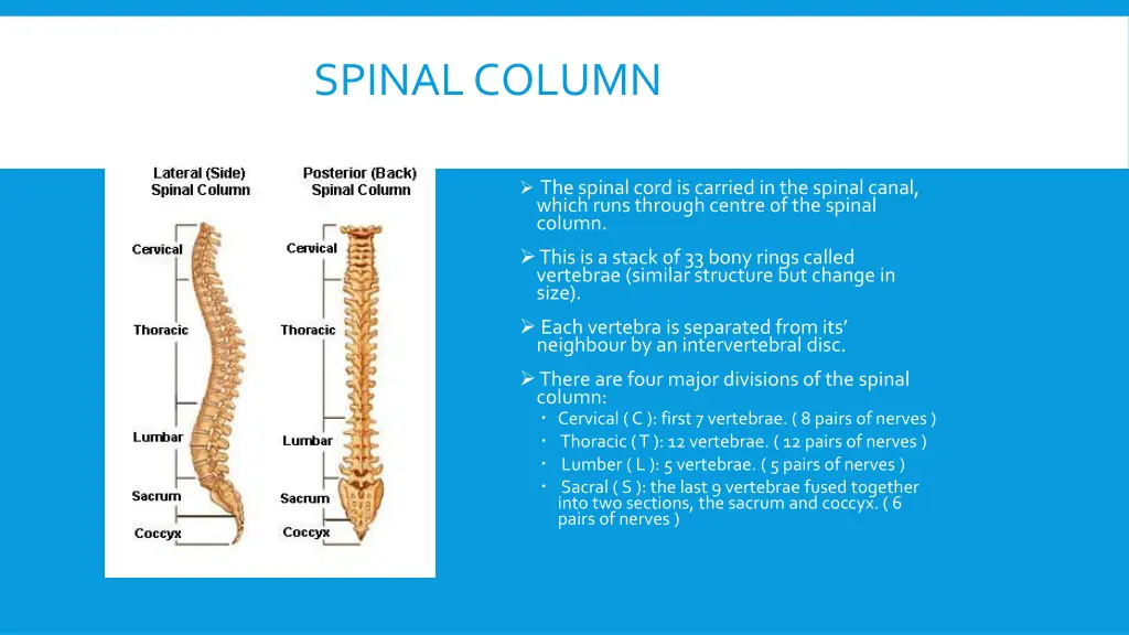 spinal column