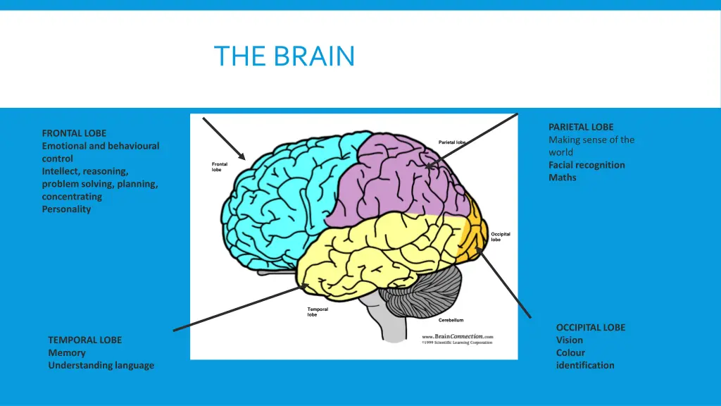 the brain