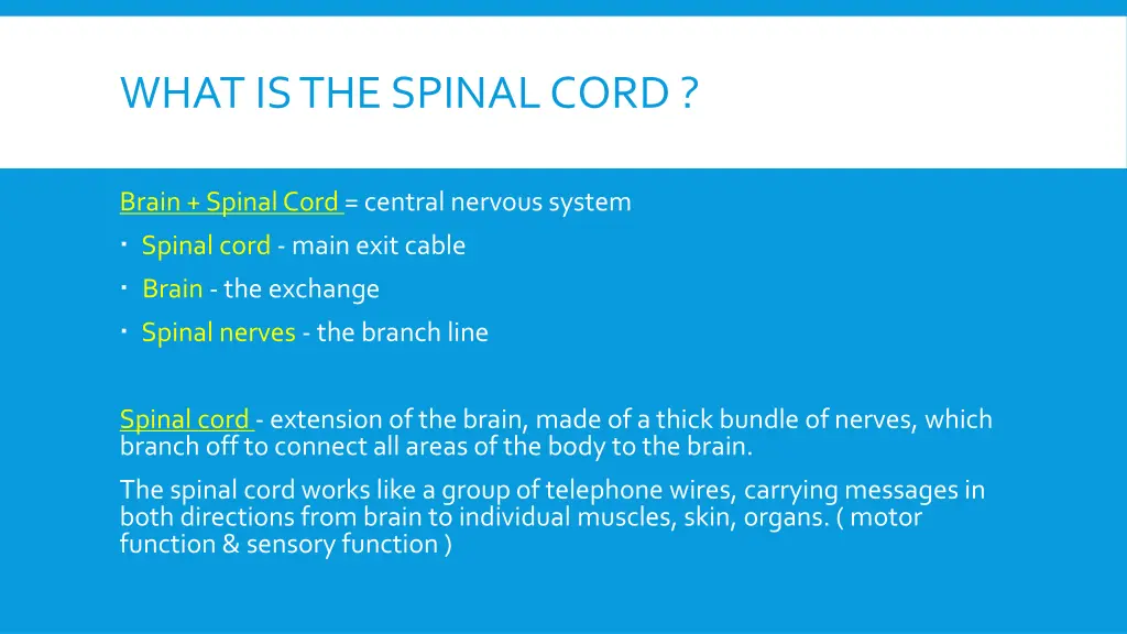 what is the spinal cord