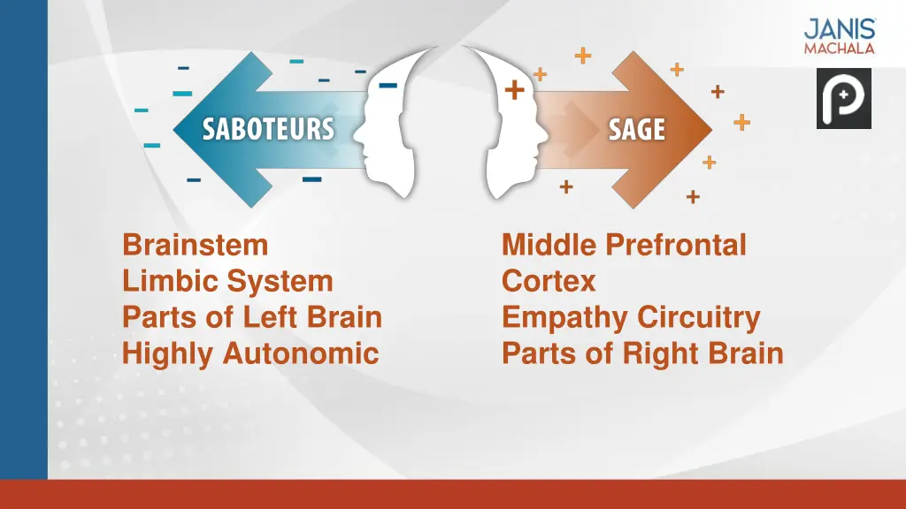 brainstem limbic system parts of left brain