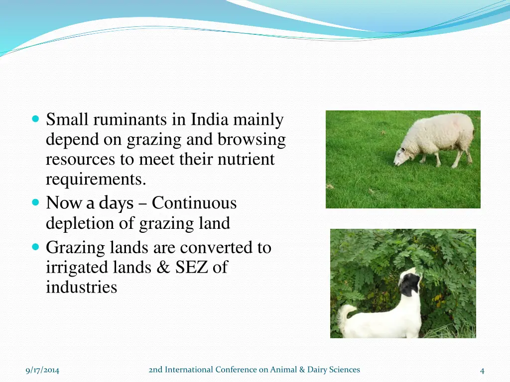 small ruminants in india mainly depend on grazing