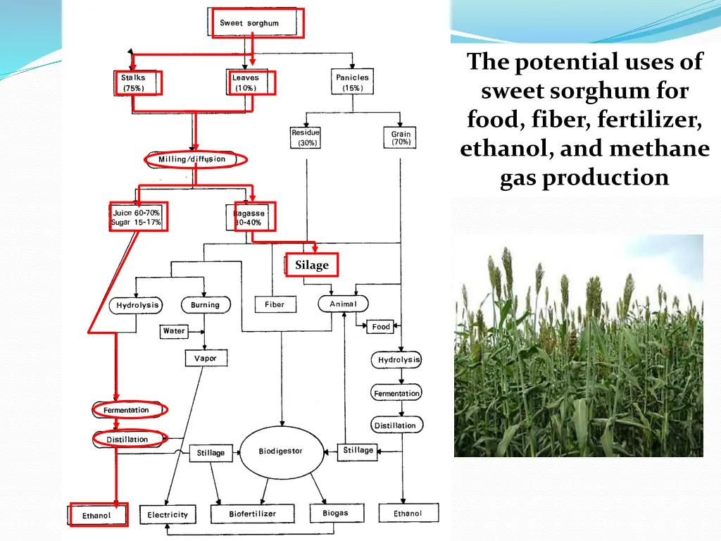 the potential uses of sweet sorghum for food