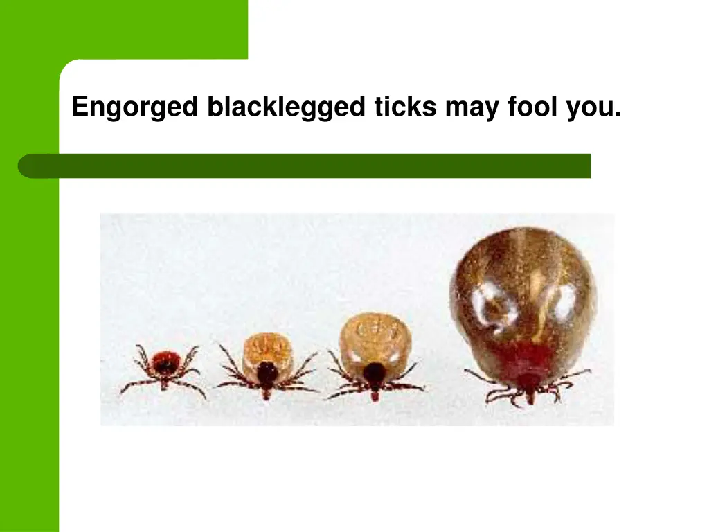 engorged blacklegged ticks may fool you