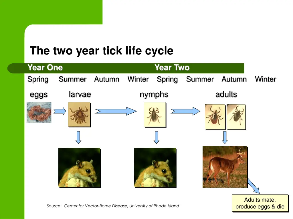 the two year tick life cycle