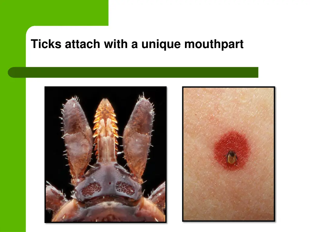 ticks attach with a unique mouthpart