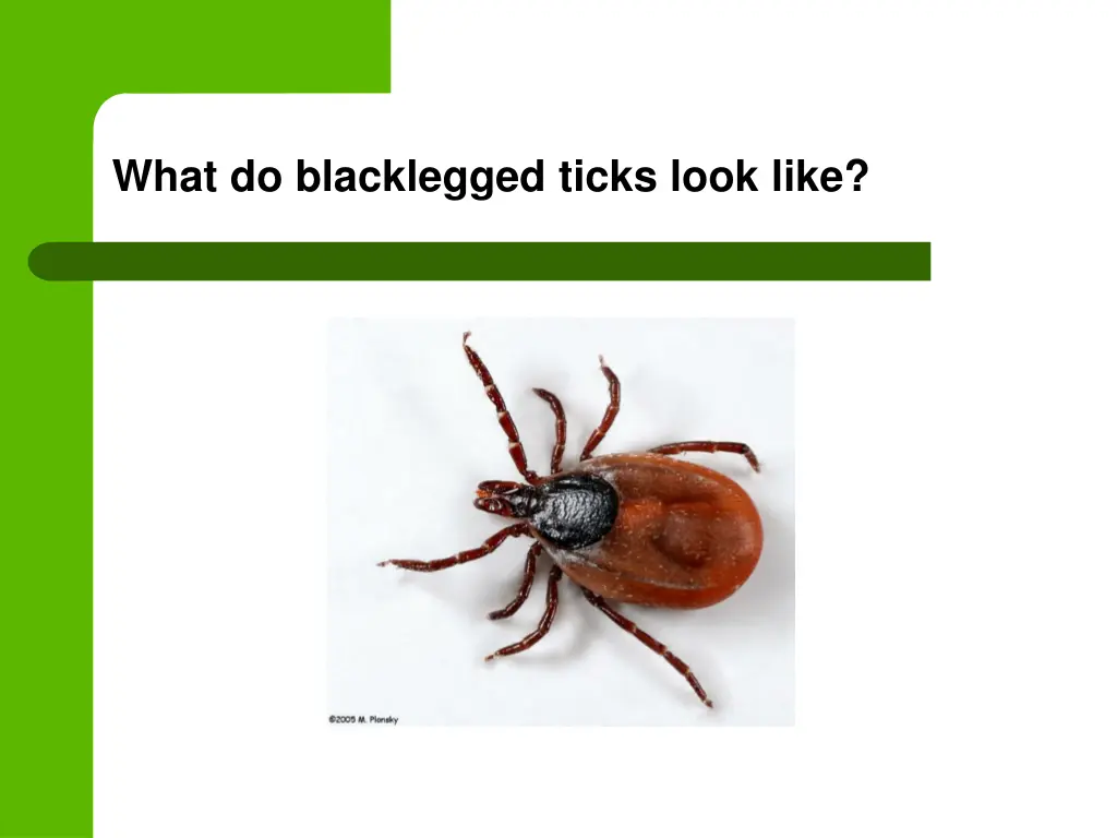 what do blacklegged ticks look like