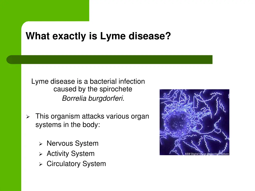 what exactly is lyme disease