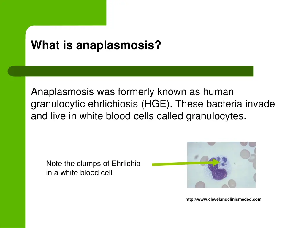 what is anaplasmosis