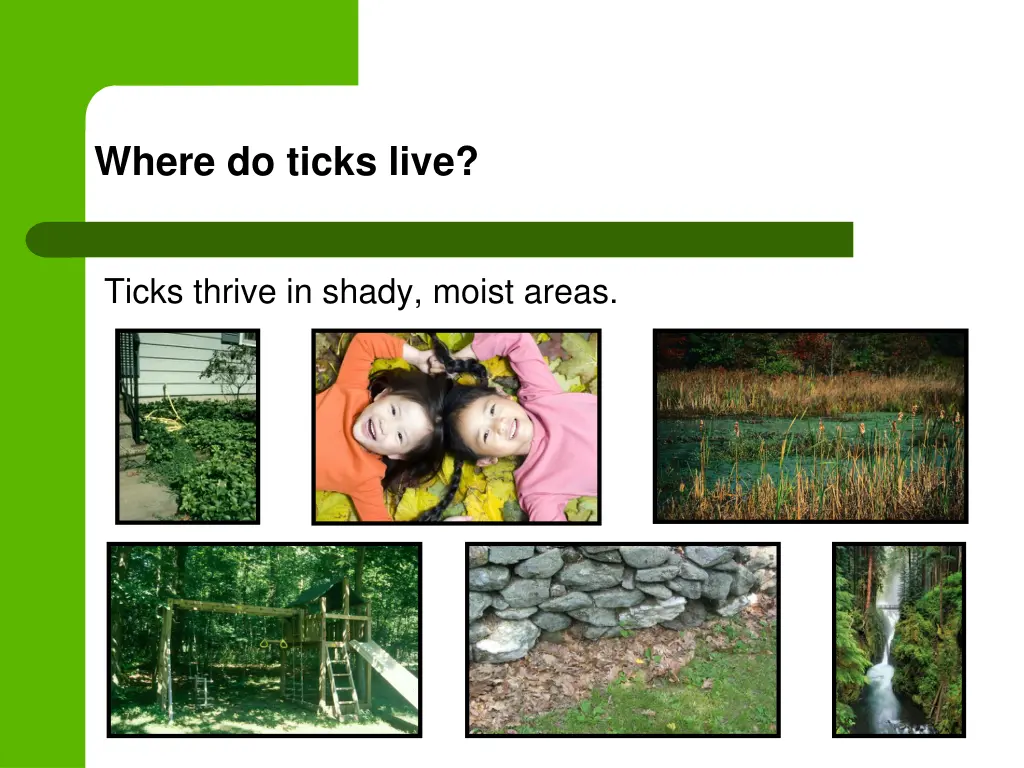 where do ticks live