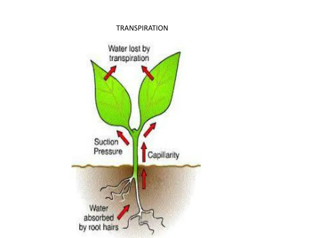 transpiration