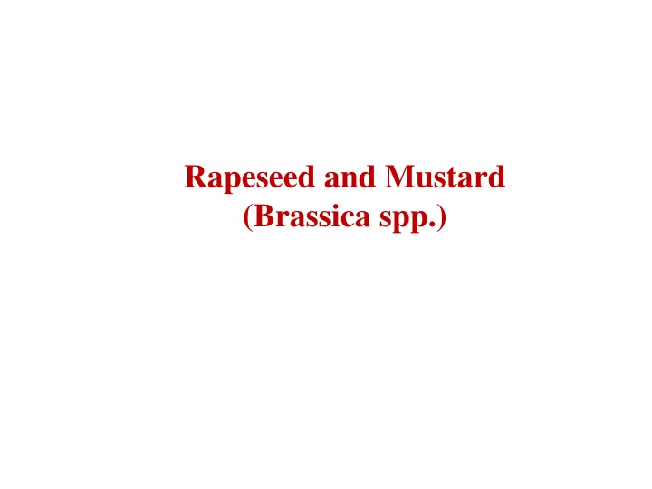 rapeseed and mustard brassica spp