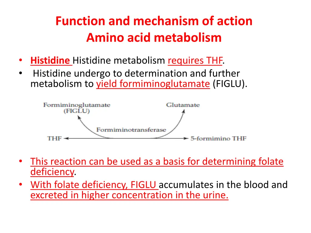 function and mechanism of action amino acid