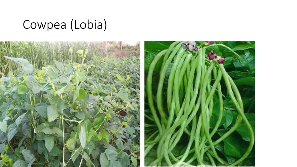 cowpea lobia