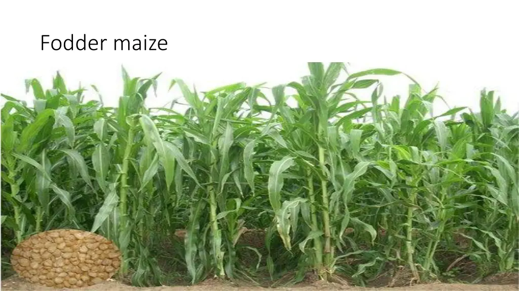 fodder maize