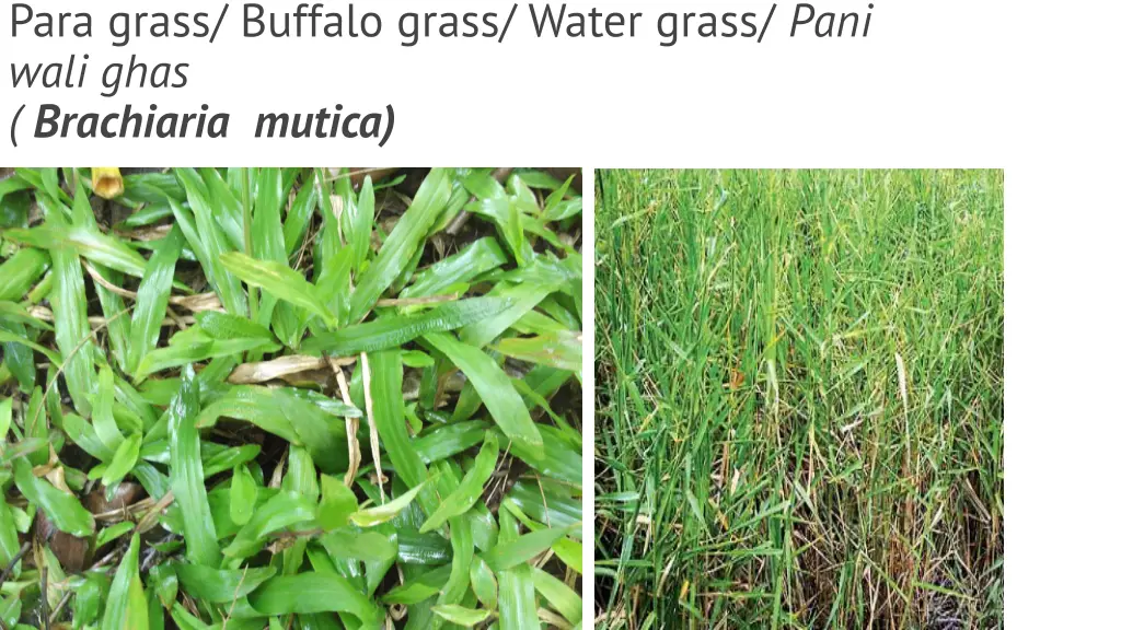 para grass buffalo grass water grass pani wali