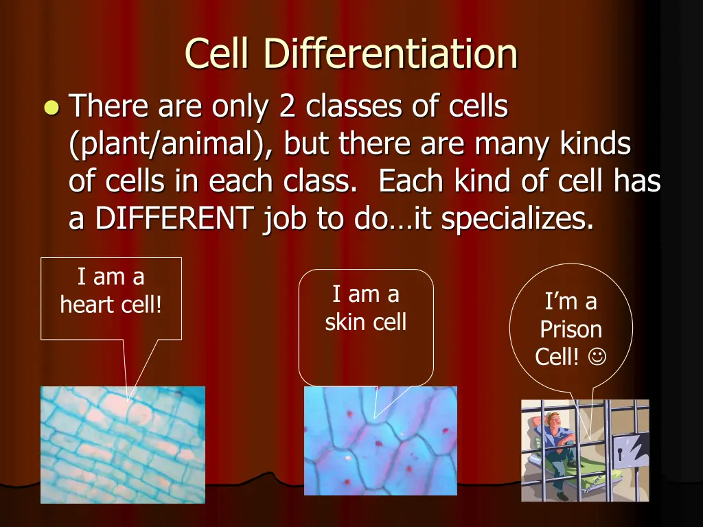 cell differentiation there are only 2 classes