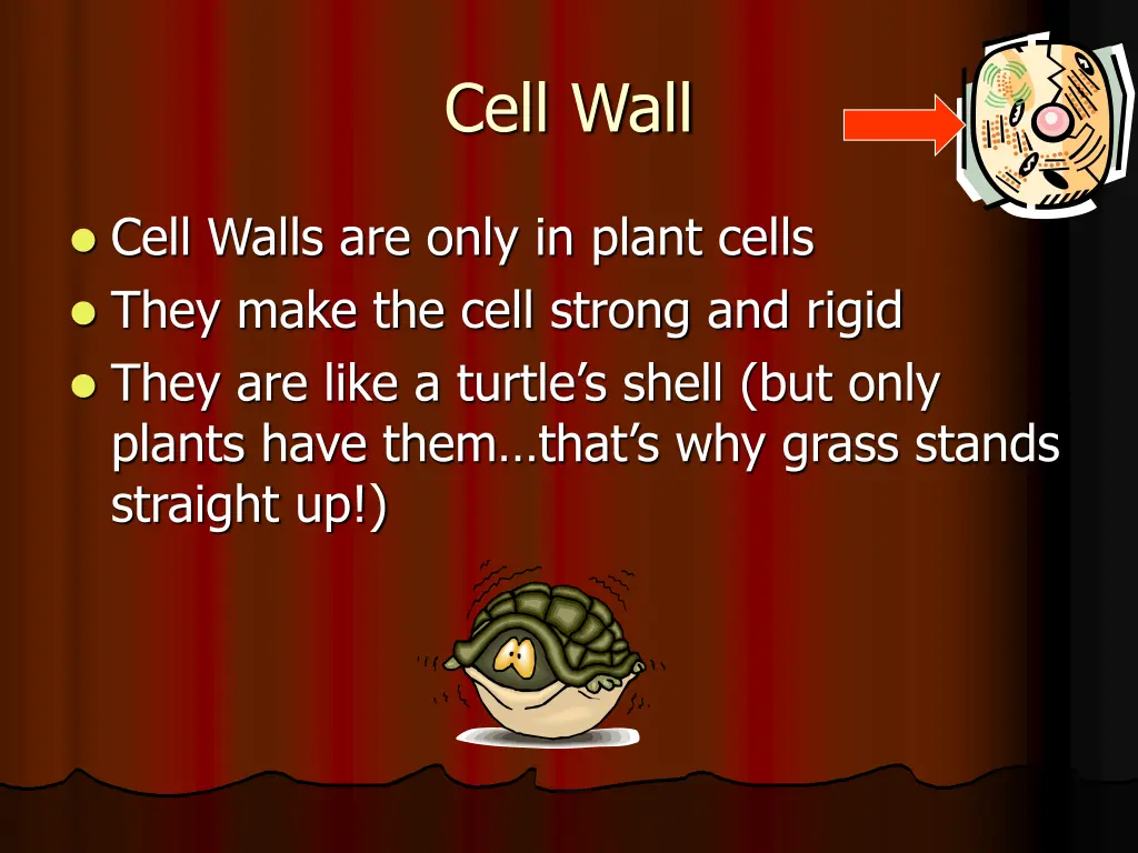 cell wall