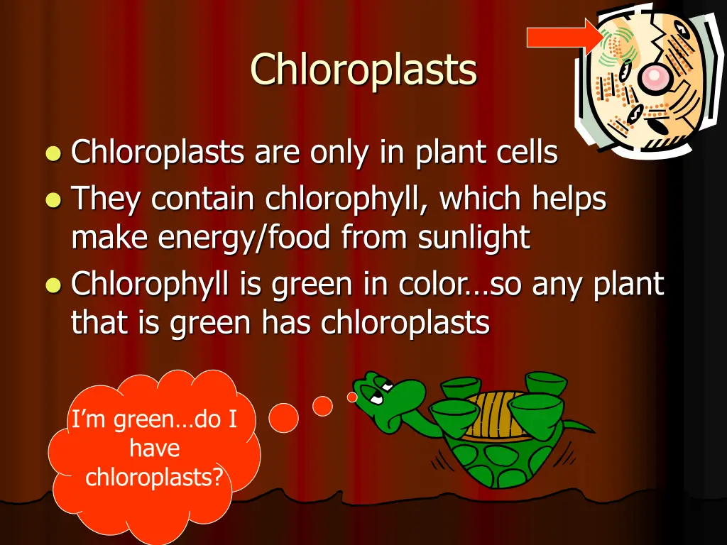 chloroplasts