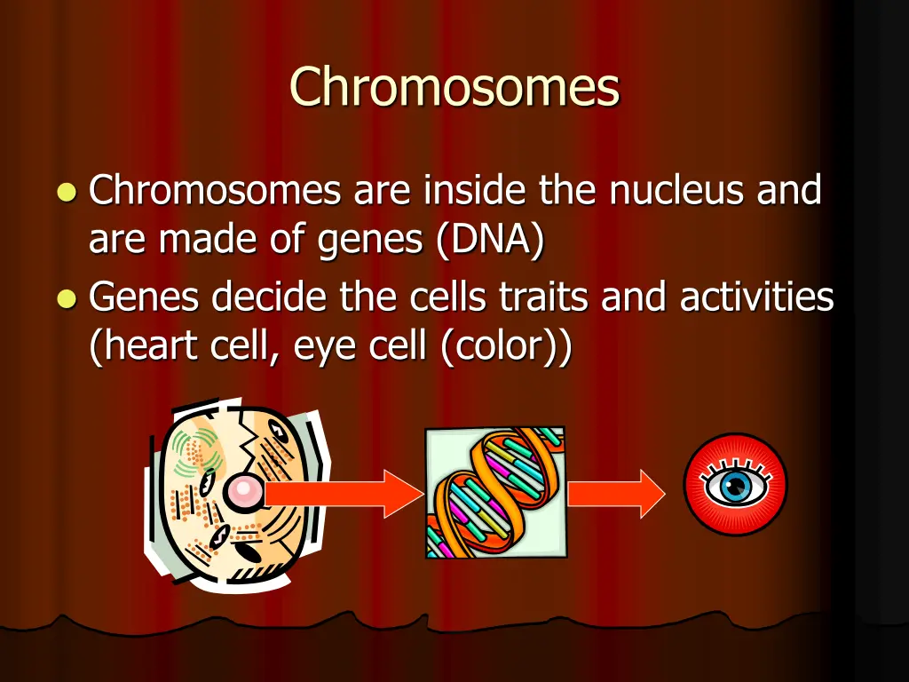 chromosomes