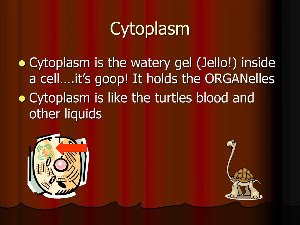 cytoplasm