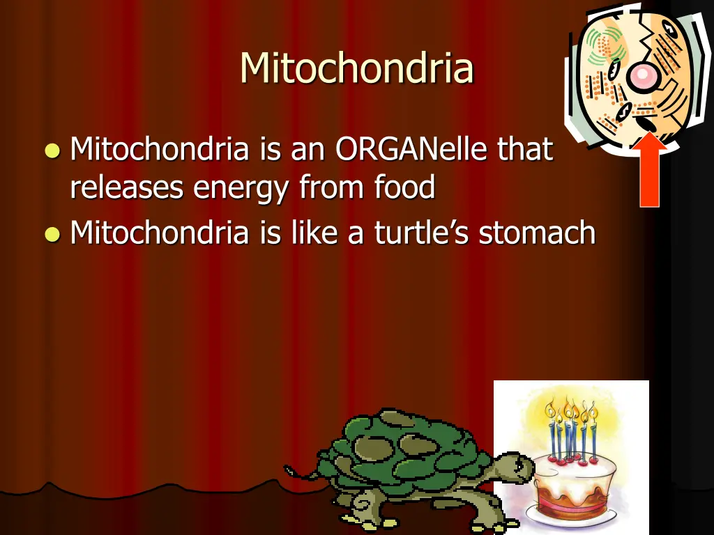 mitochondria