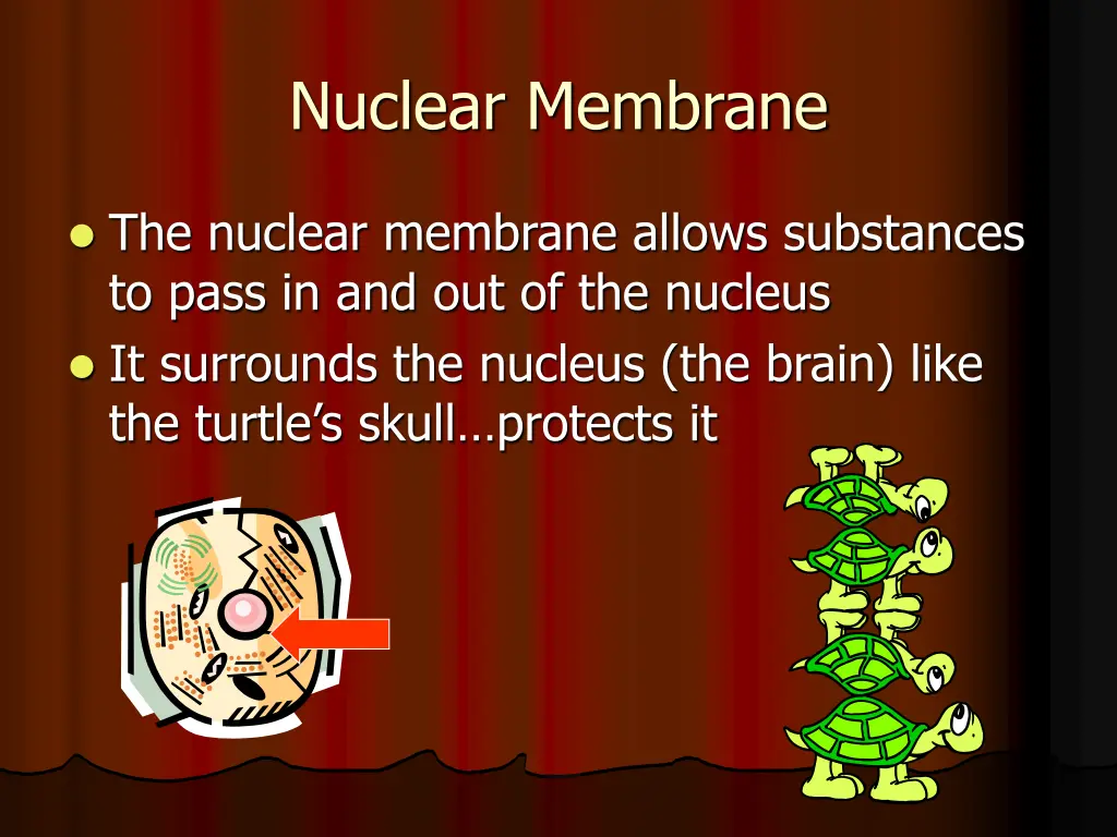 nuclear membrane