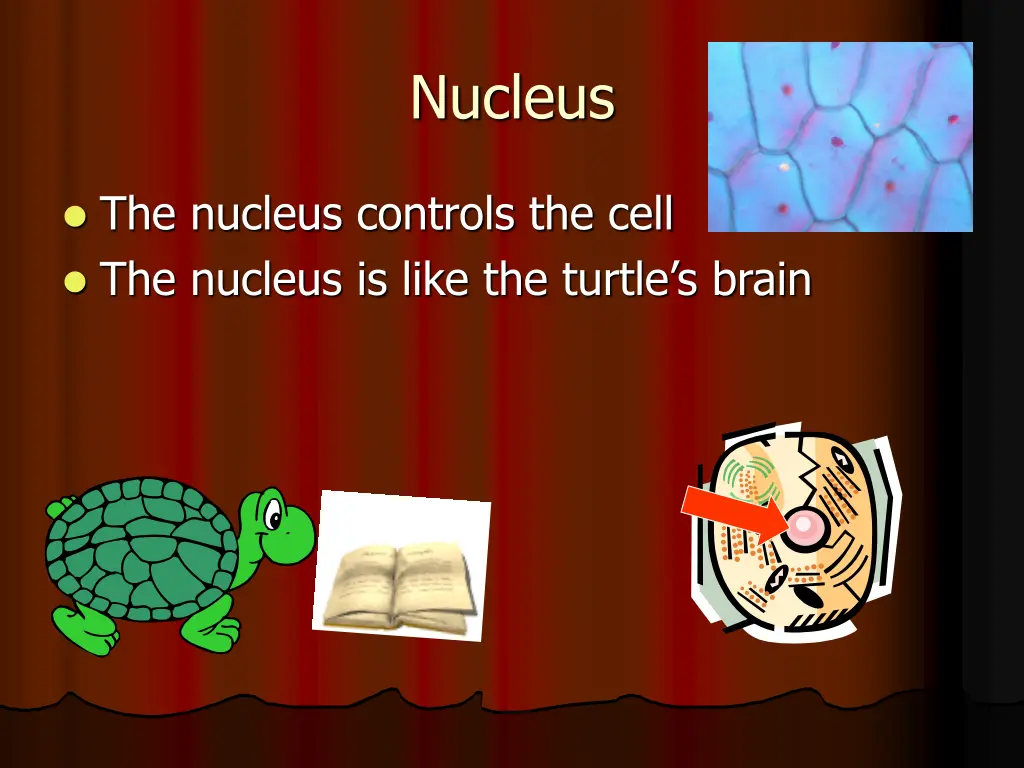 nucleus