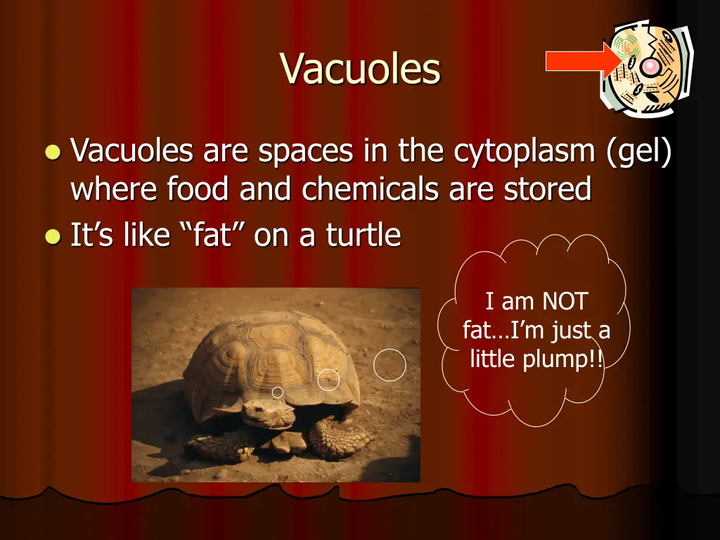 vacuoles