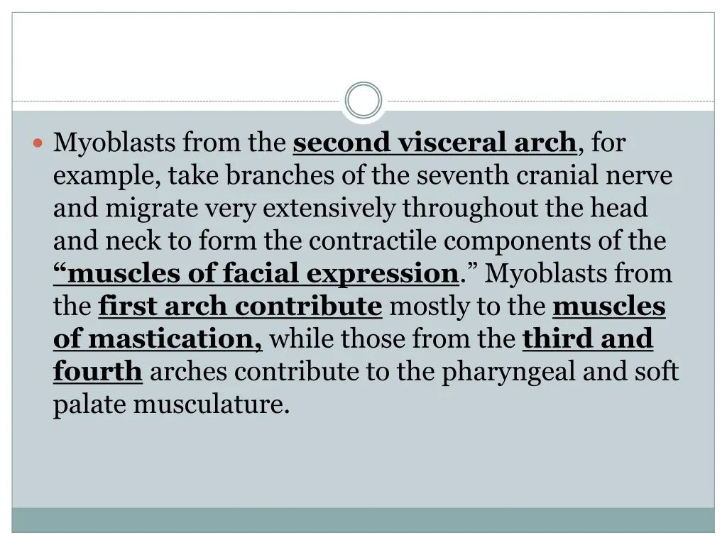 myoblasts from the second visceral arch