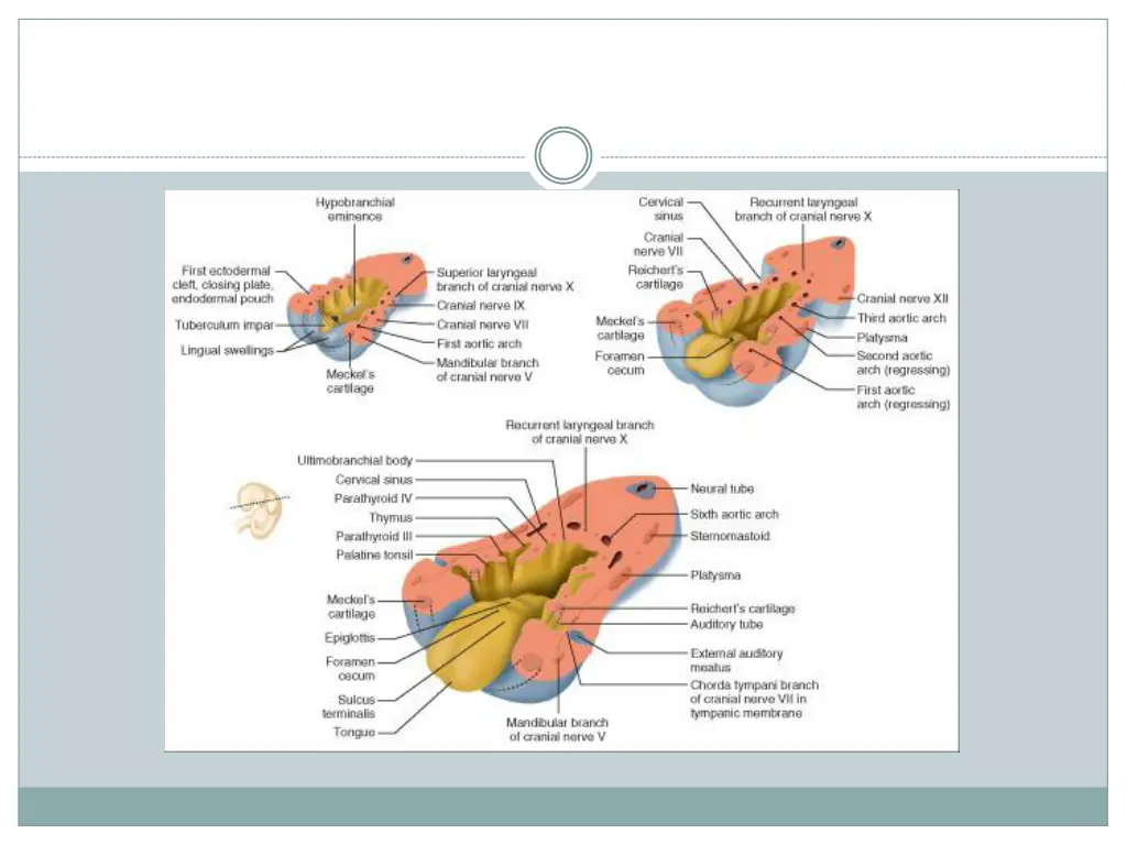 slide15