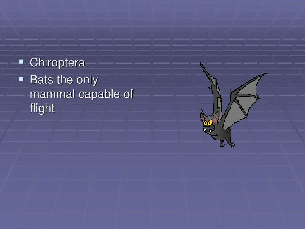 chiroptera bats the only mammal capable of flight