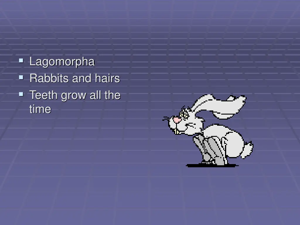 lagomorpha rabbits and hairs teeth grow