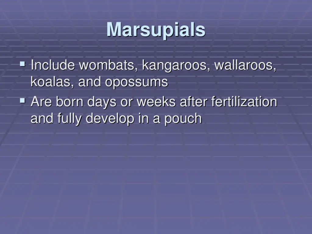 marsupials