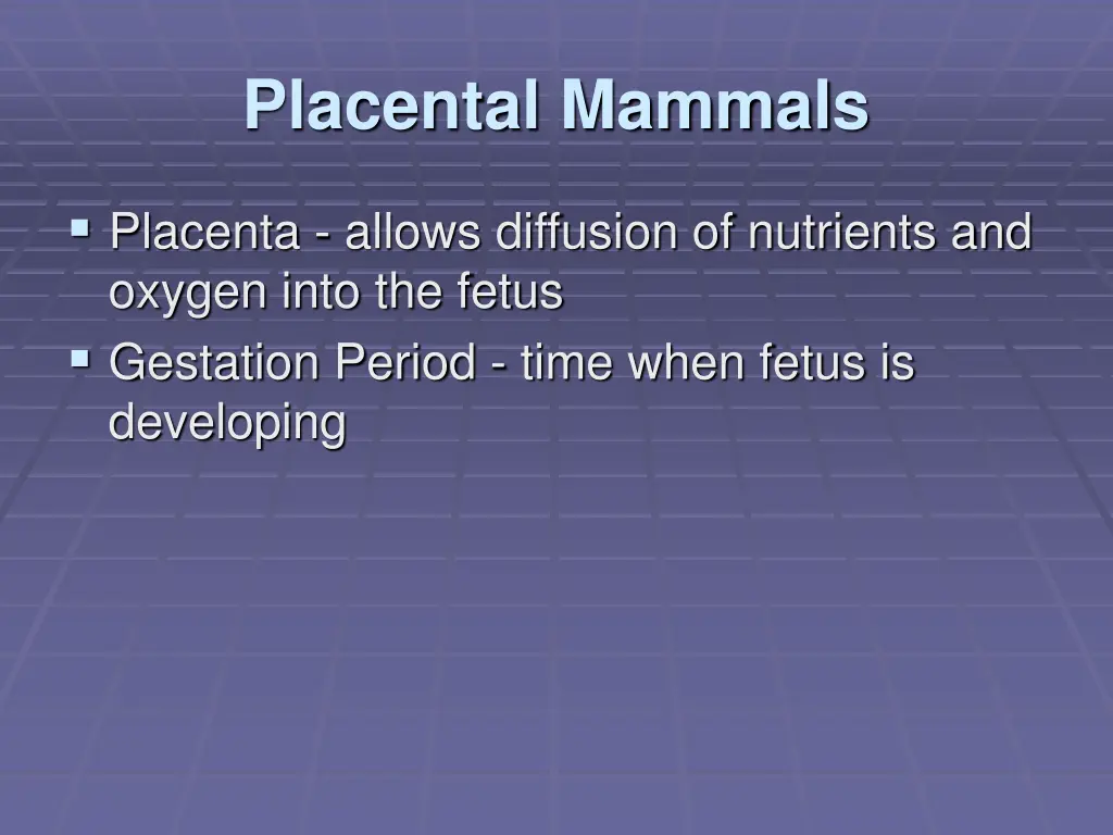 placental mammals