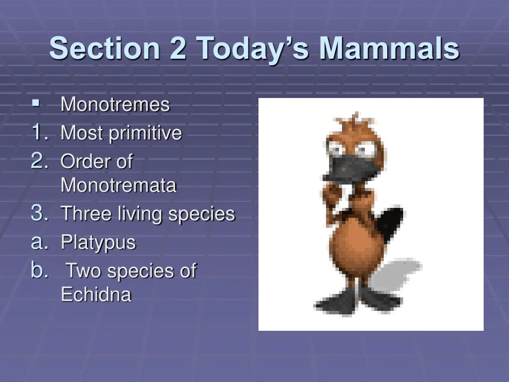 section 2 today s mammals