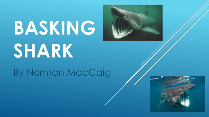 basking shark by norman maccaig