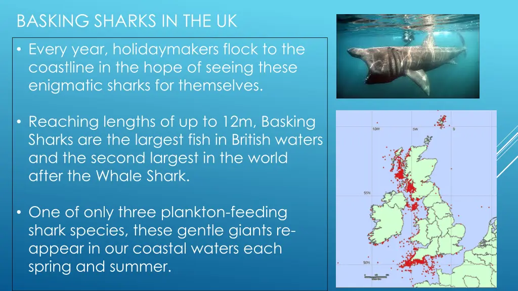 basking sharks in the uk