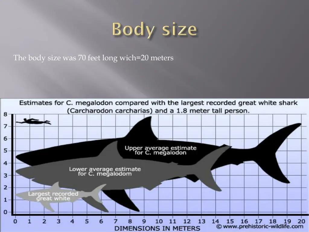 the body size was 70 feet long wich 20 meters