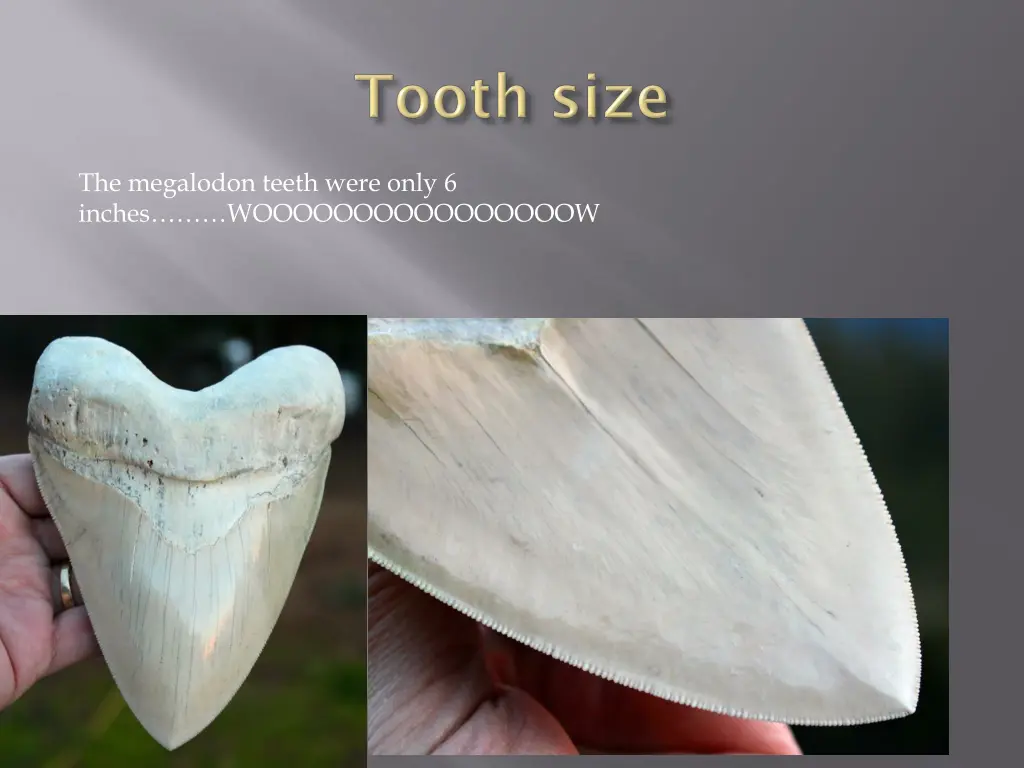 the megalodon teeth were only 6 inches