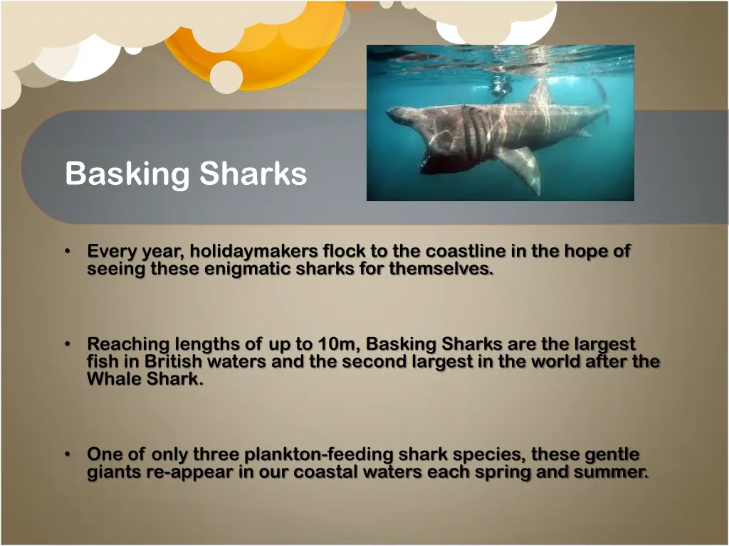 basking sharks