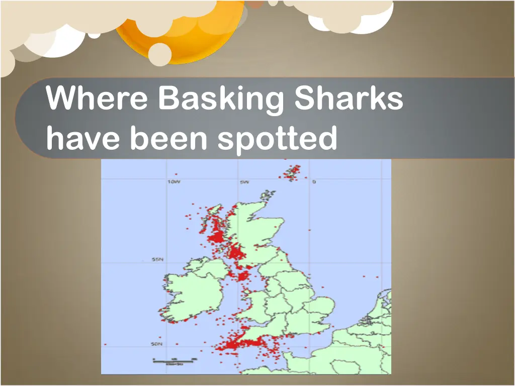 where basking sharks have been spotted